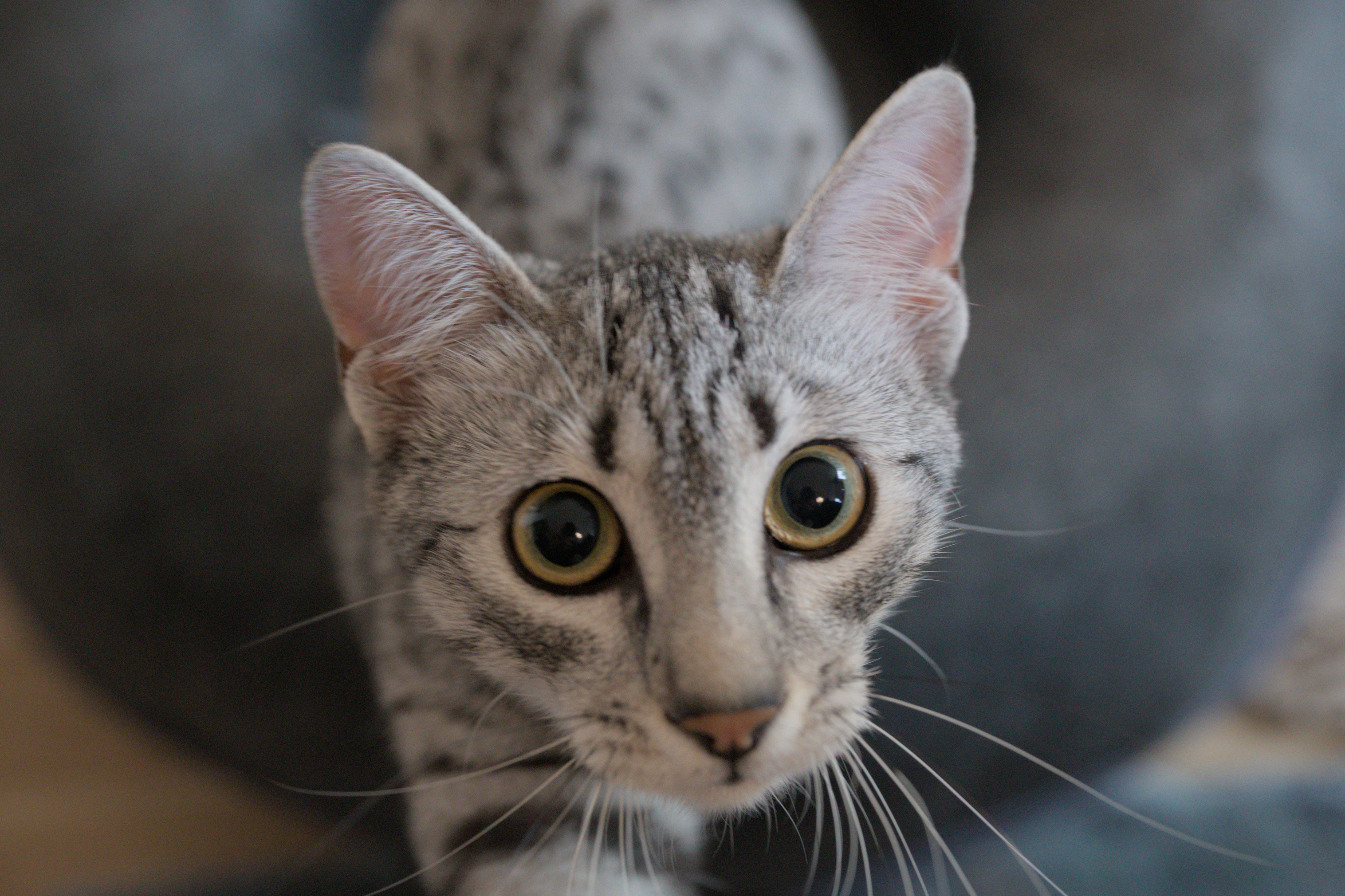 2025/10/12 - cats/DSC_0030.jpg